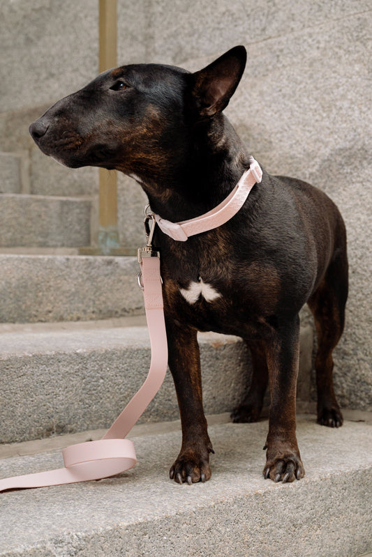 Daily Collar - Lychee