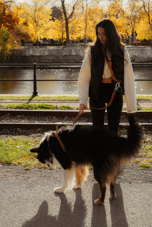 Daily Hands-Free Leash - Dulce