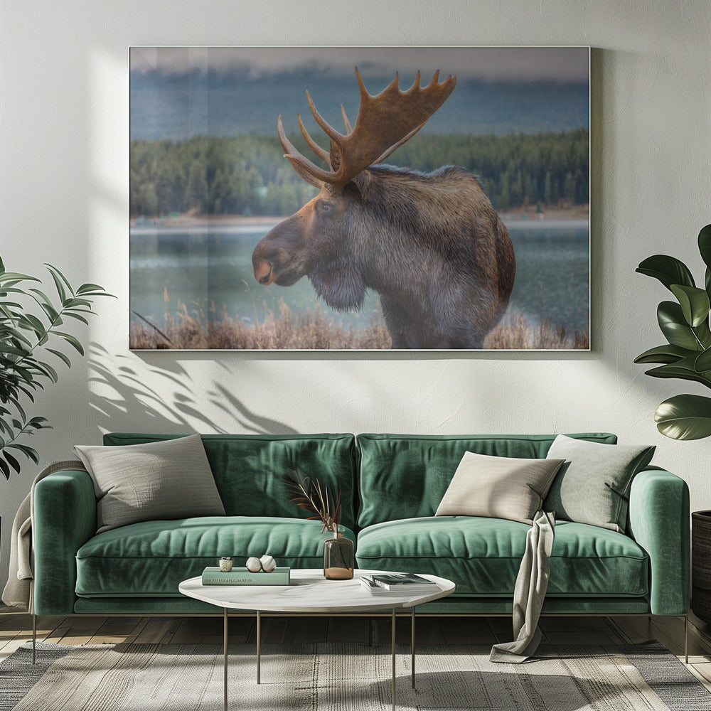 Wall art Moose