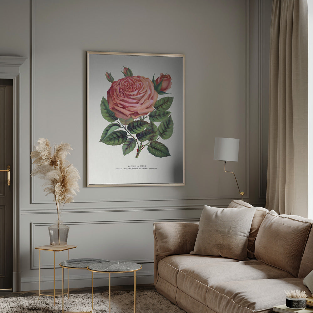 Pink Rose, Glorie De Dijon Lithograph