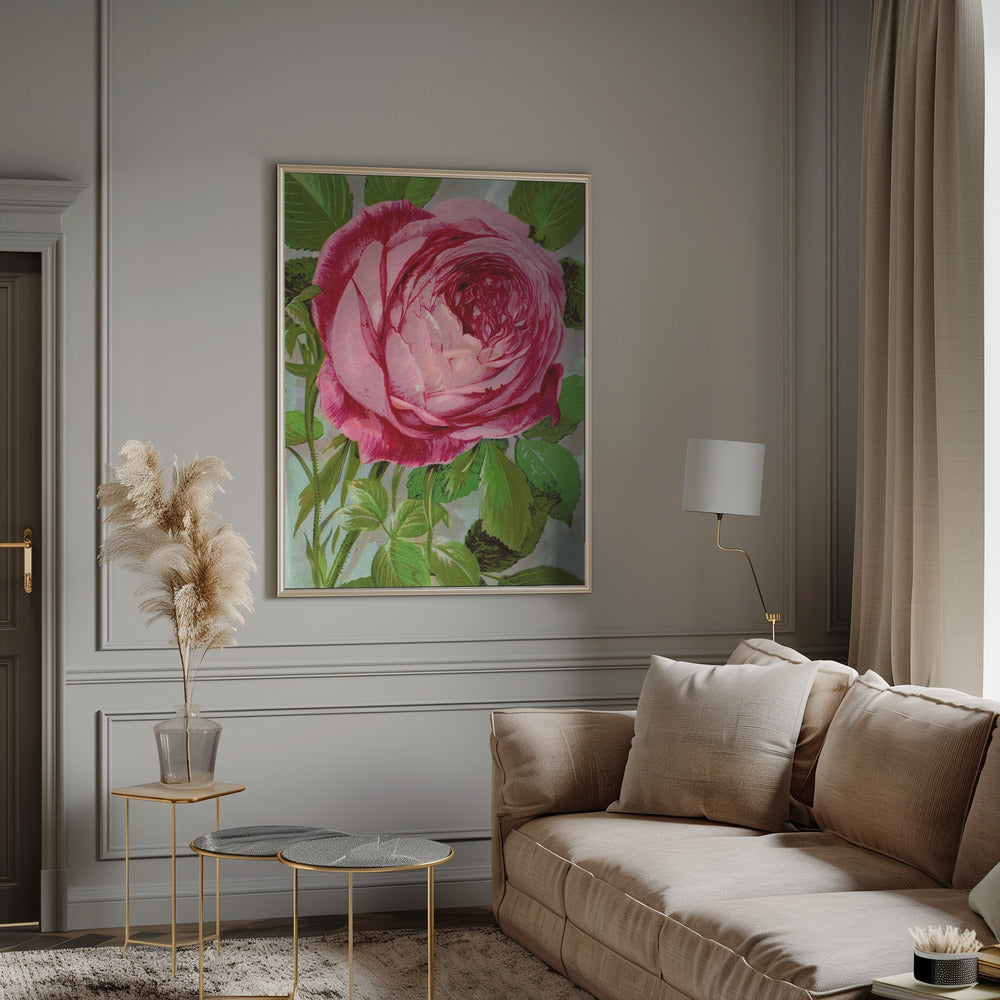 Wall Art Pink Rose, Mrs John Laing Lithograph
