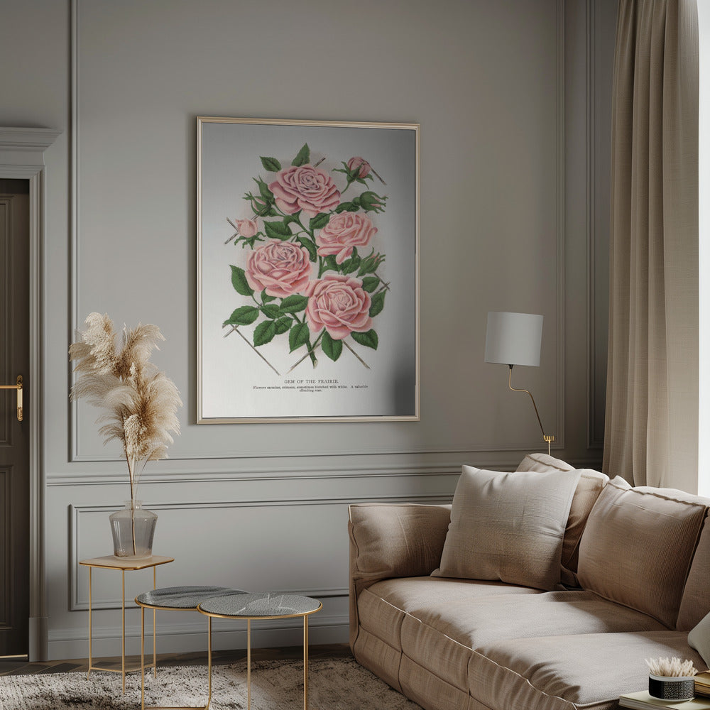 Wall Art Pink Rose, Gem of the Prairie Lithograph