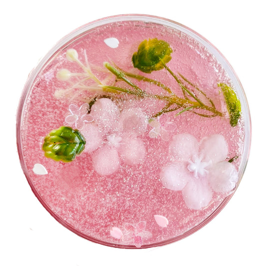 cherry blossom
