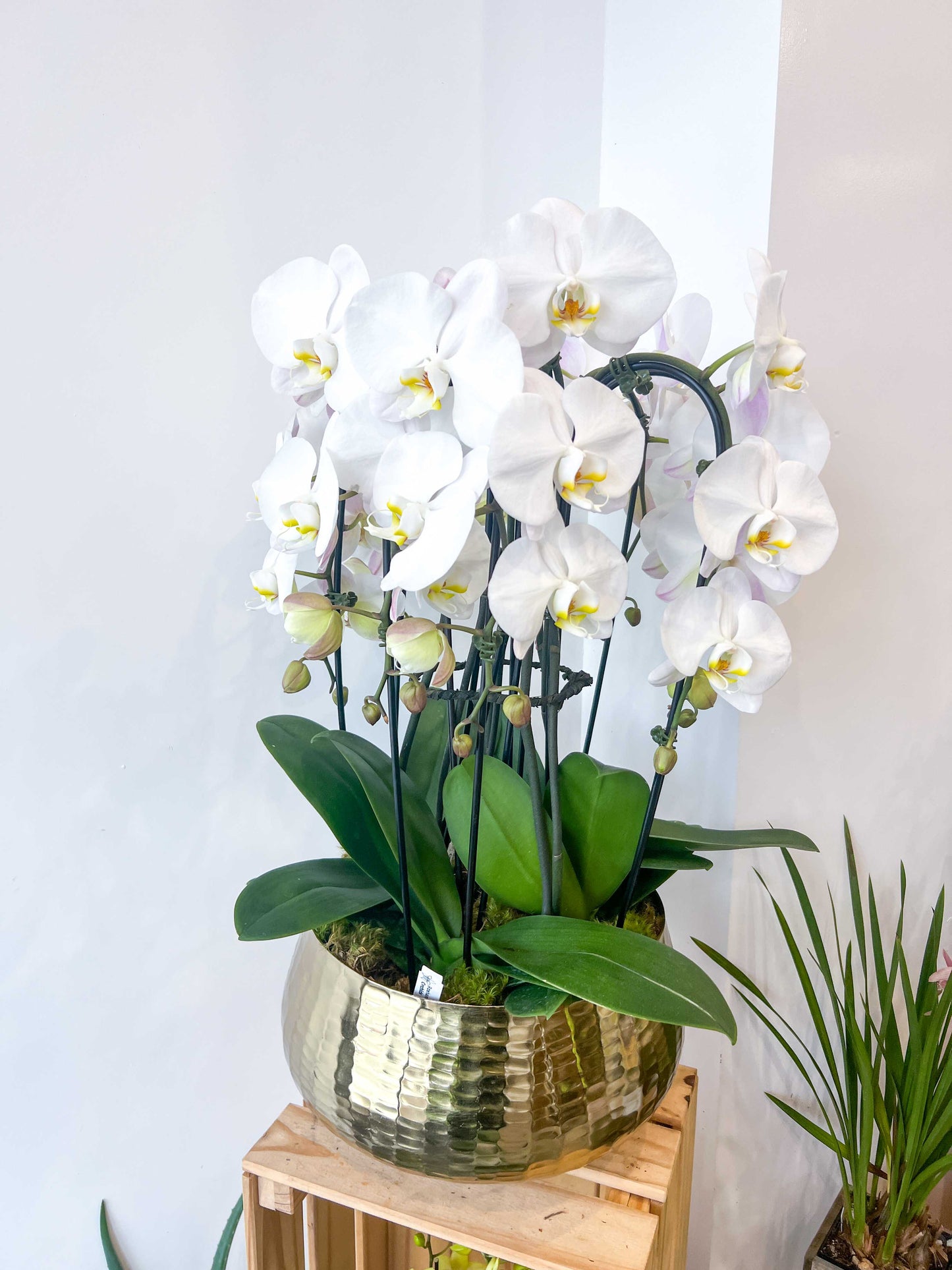 Golden Lucky Arrangement