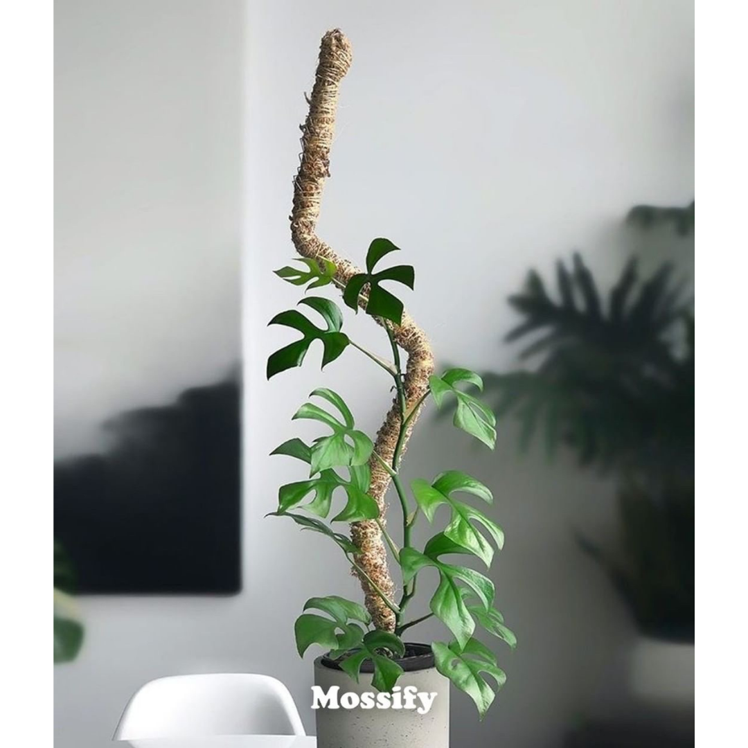 The Original Bendable Moss Pole⢠- Best Seller (Pins Included)