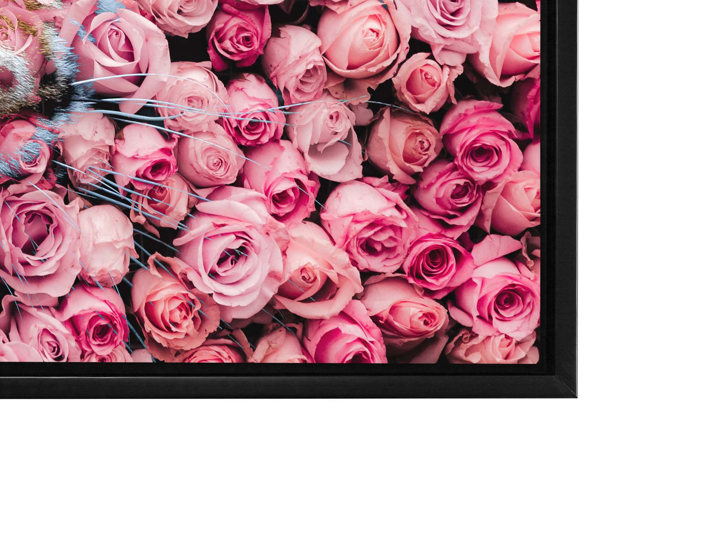 Tiger in the Rose-Wildlife Canvas Prints- Animal Art- Gold varnish