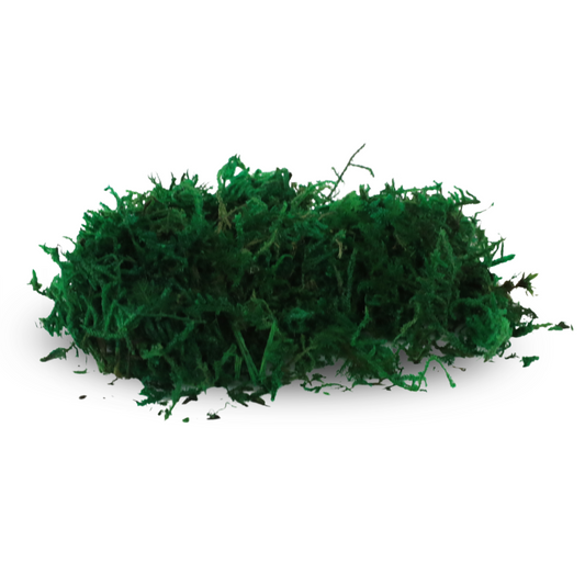 Premium Preserved Forest Moss