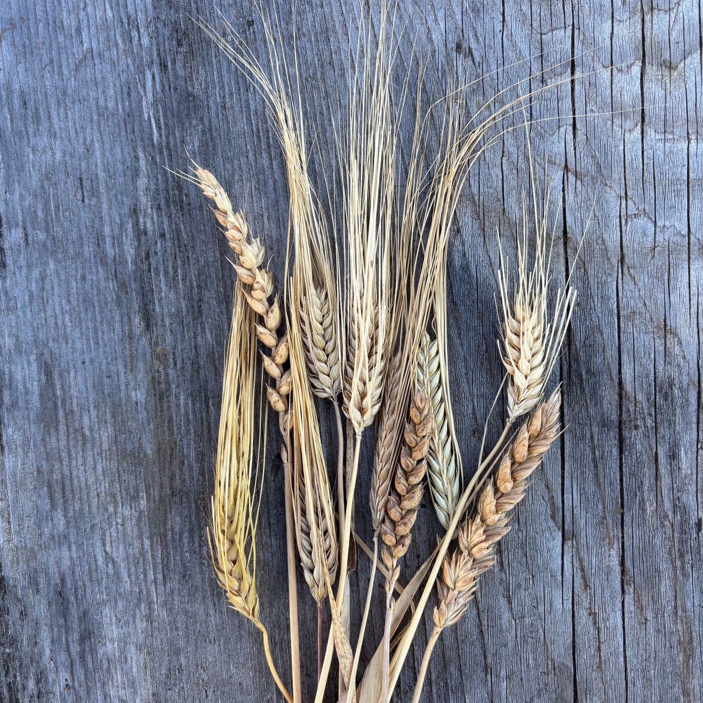 Wheat Spray