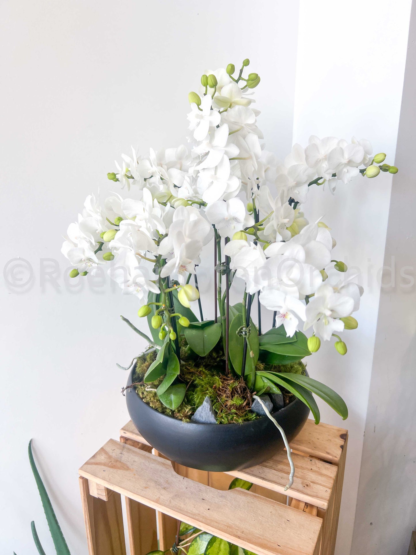 The Moonlit Obsidian Garden