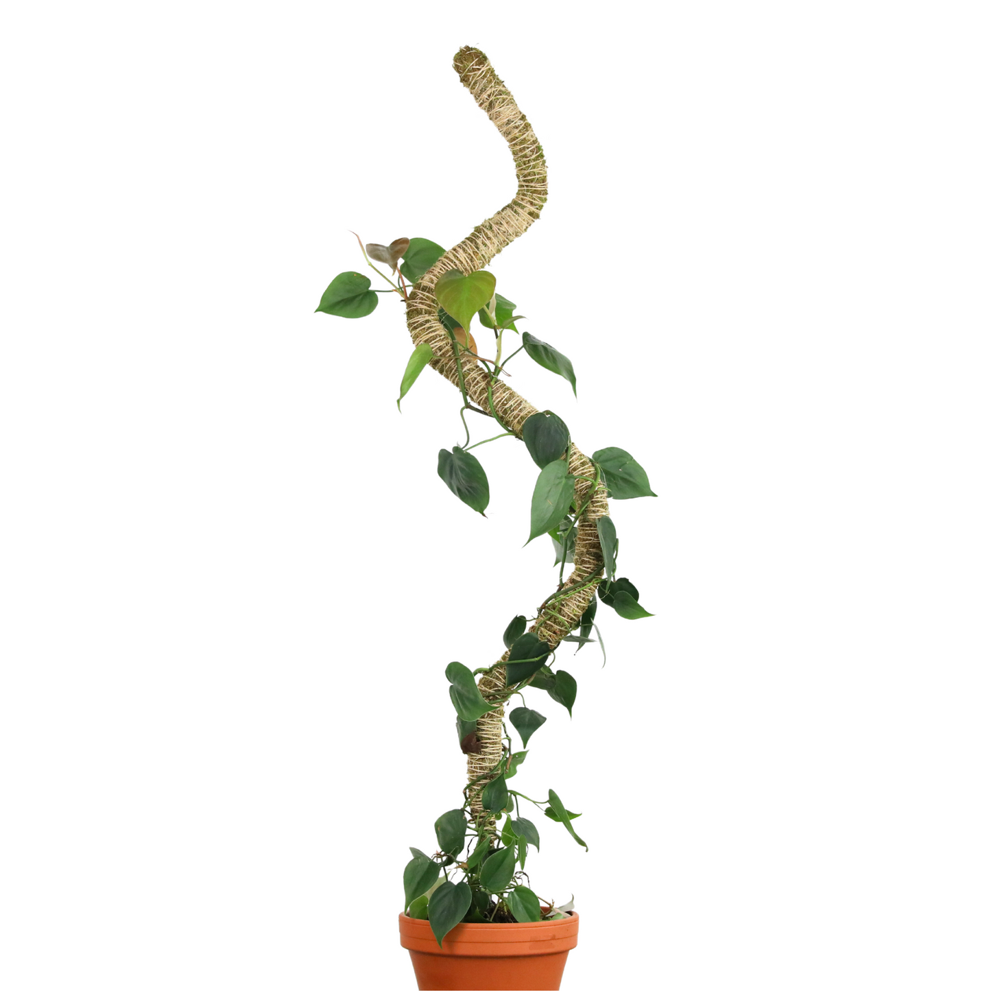 The Original Bendable Moss Pole⢠- Best Seller (Pins Included)