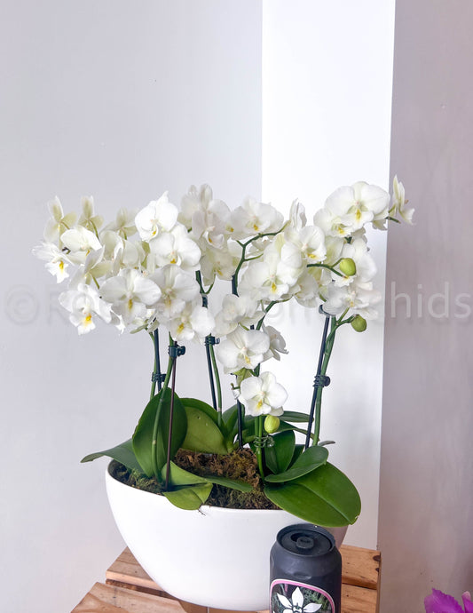 The Nordic Opal Boat