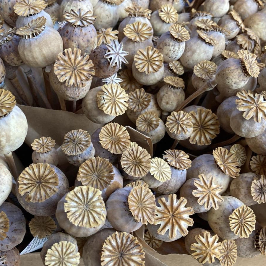 Poppy Spray