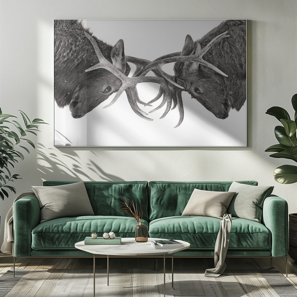 Wall art Eye to Eye - Elk fight