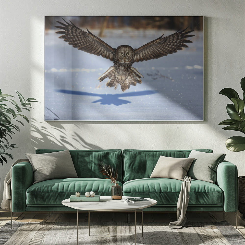 Wall art In your face - Great Grey Owl