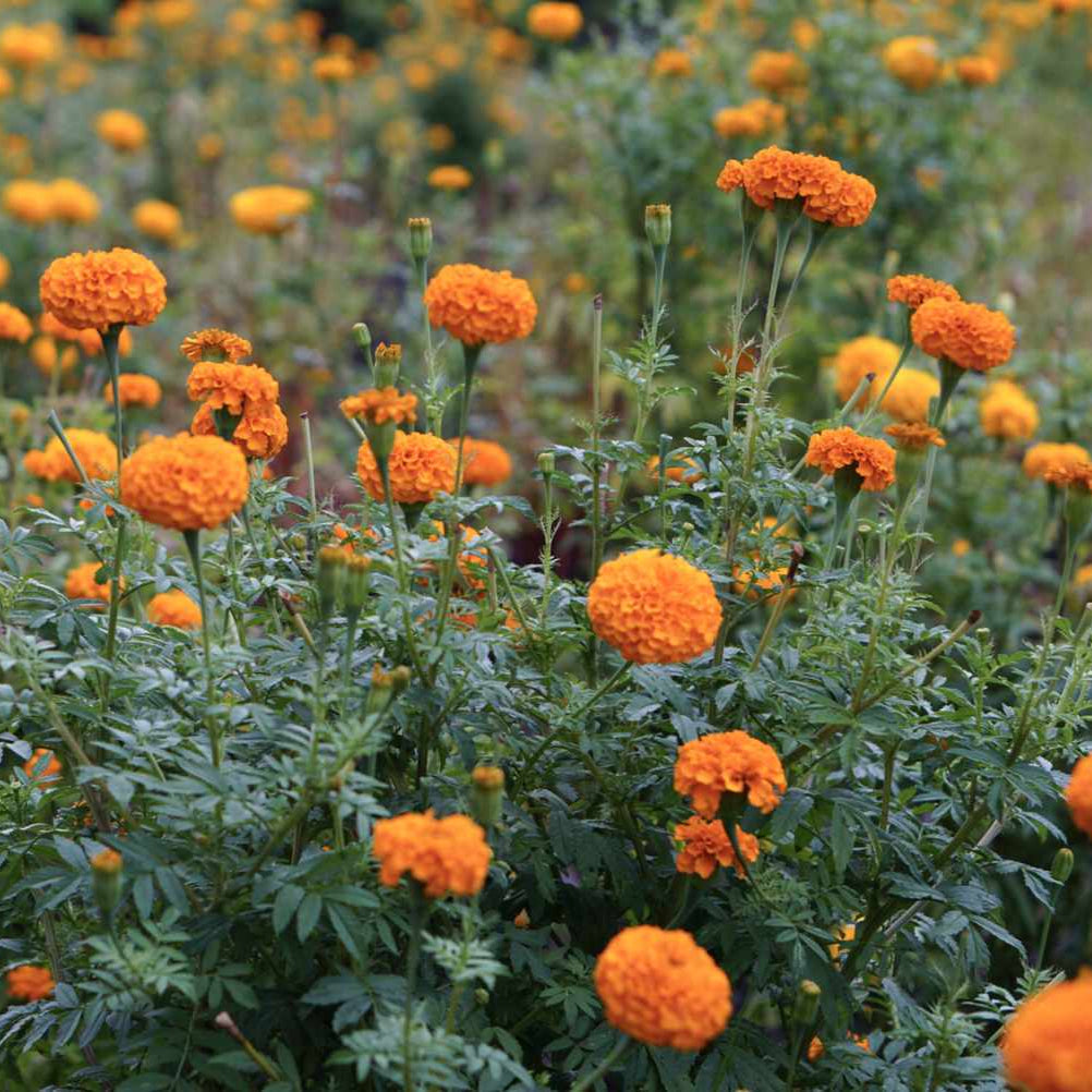 African Marigold