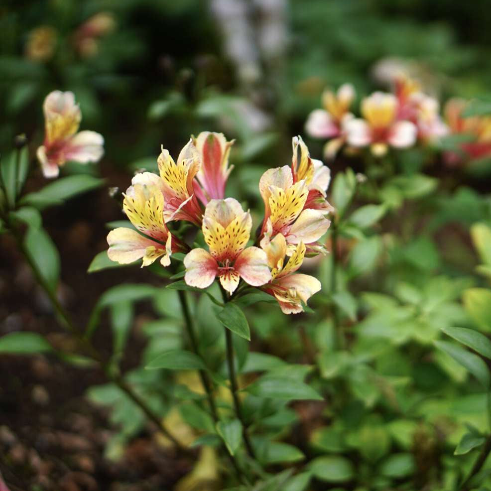 Alstroemeria (Lily of the Inca)