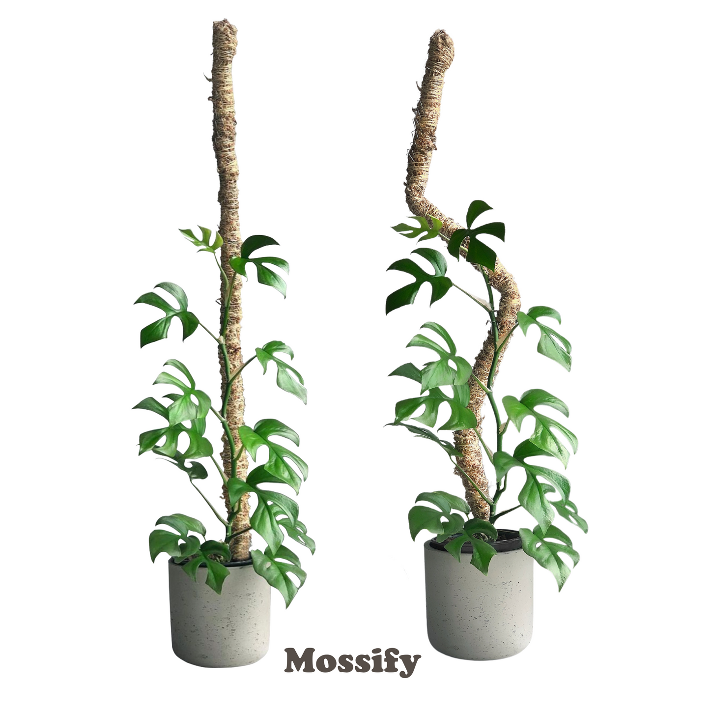 The Original Bendable Moss Pole⢠- Best Seller (Pins Included)