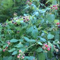 Black Cap Raspberry