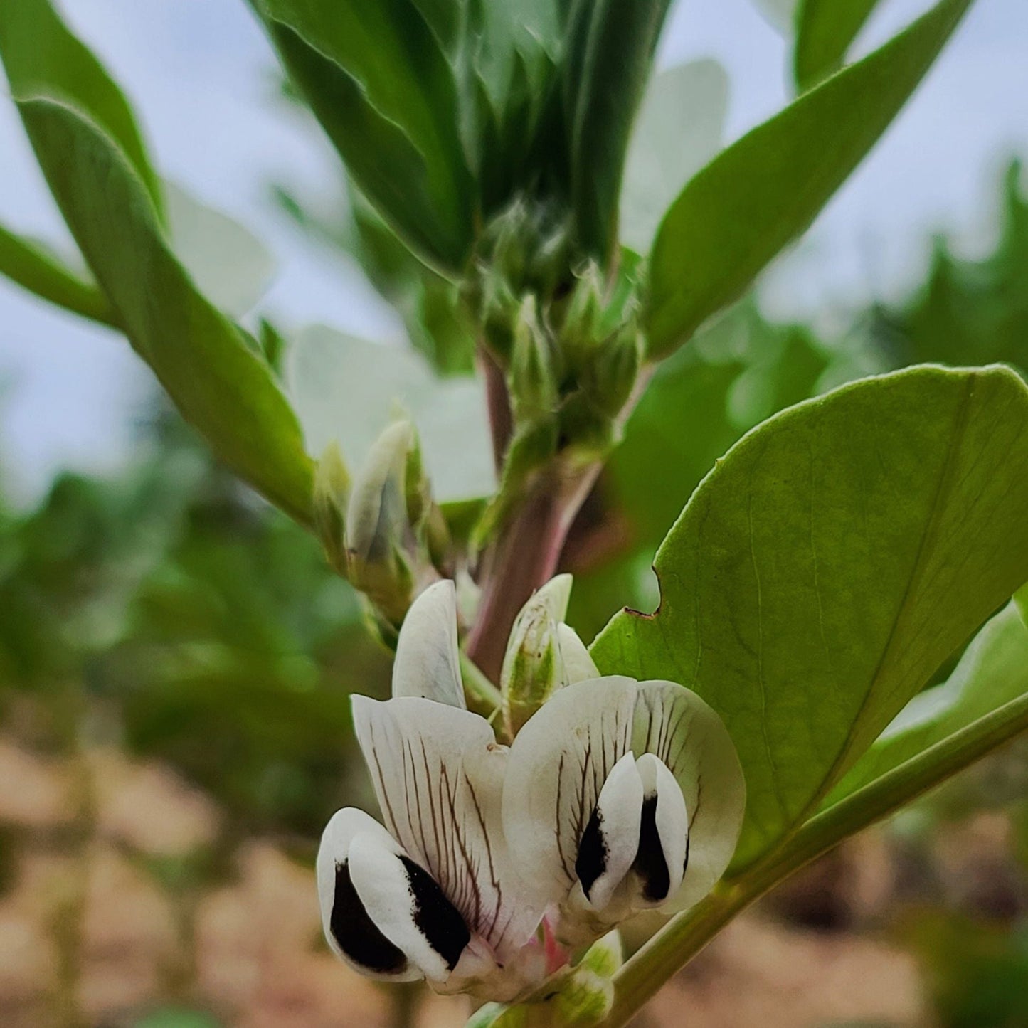 Broad Bean Mix