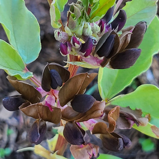 Broad Bean Mix
