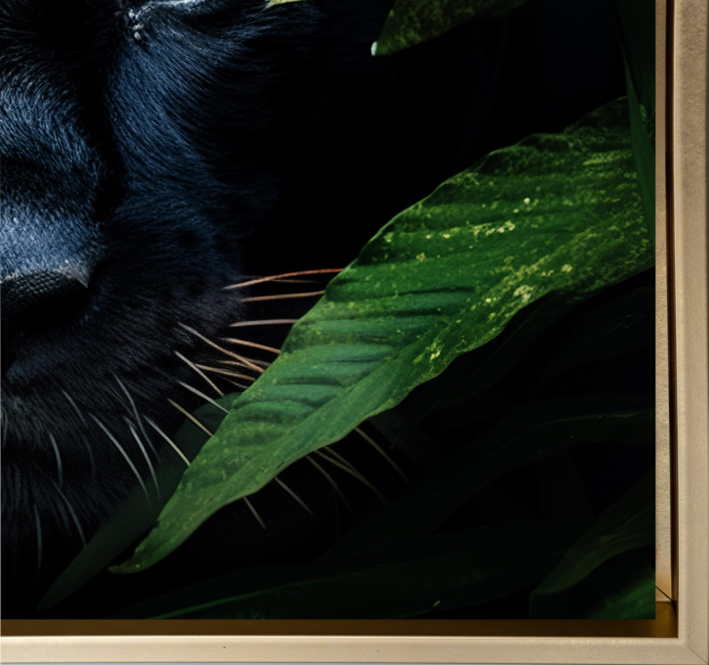 Wall Art-Rare Black Jaguar -Wildlife Canvas