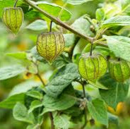 Cape Gooseberry