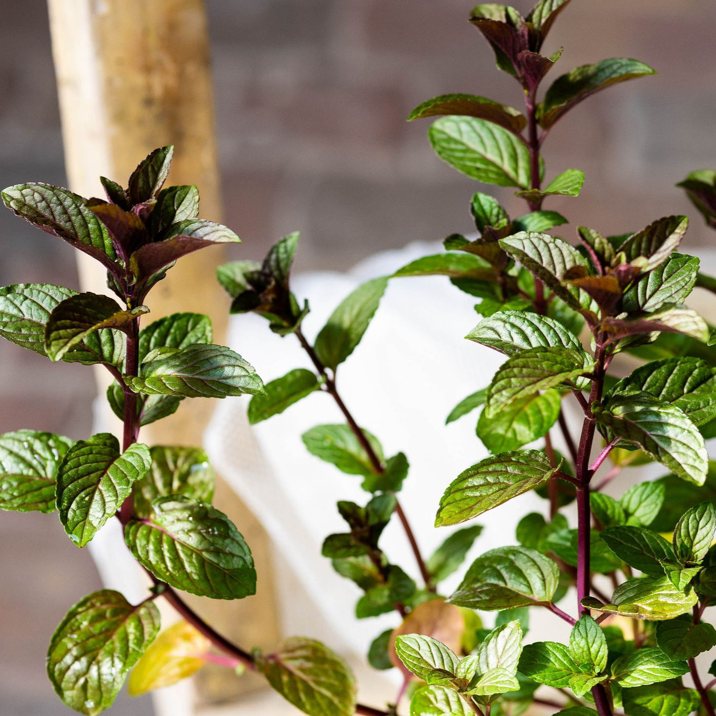 Chocolate Mint Rootstock