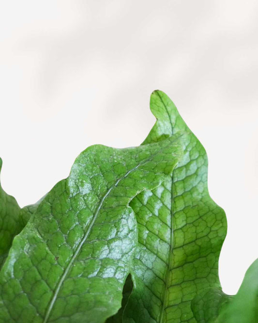 Fern Crocodyllus | Crocodile