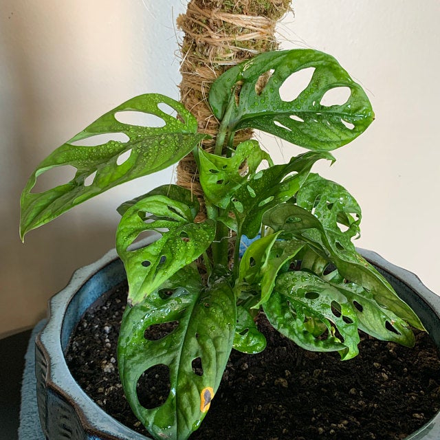 The Original Bendable Moss Pole⢠- Best Seller (Pins Included)