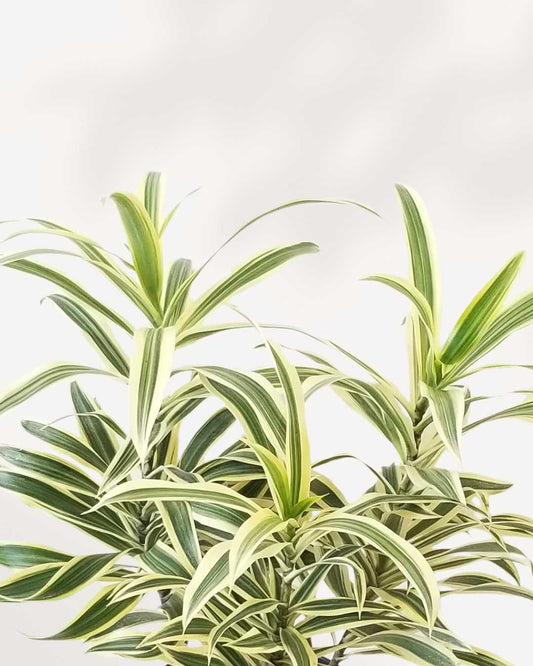 Dracaena Reflexa Song Of India