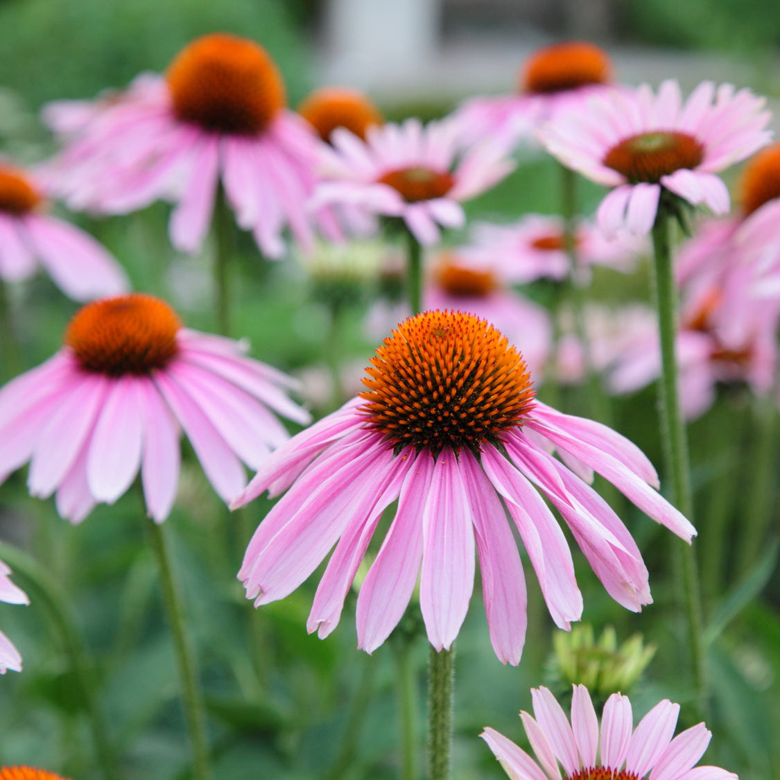 Echinacea