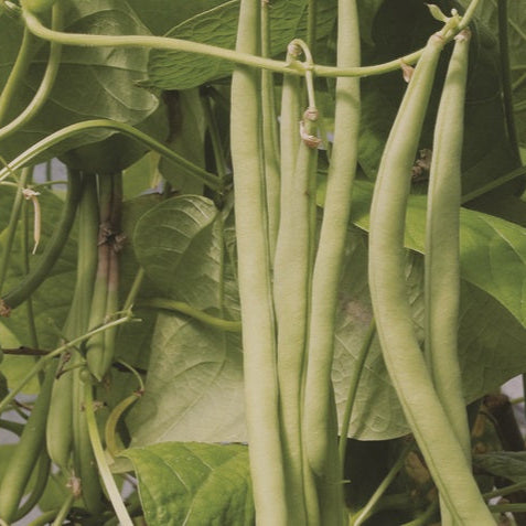 Emerite Pole Bean