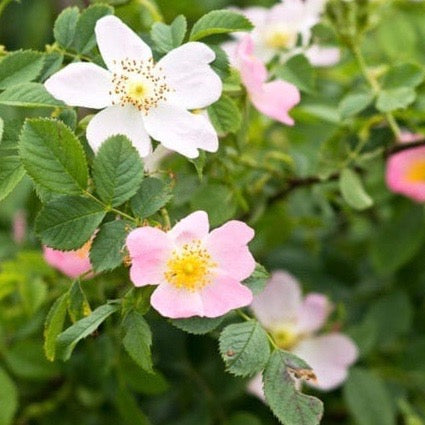 English Wild Rose