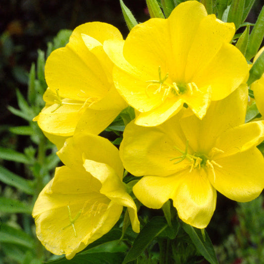 Evening Primrose