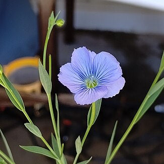 Golden Seeded Common Flax
