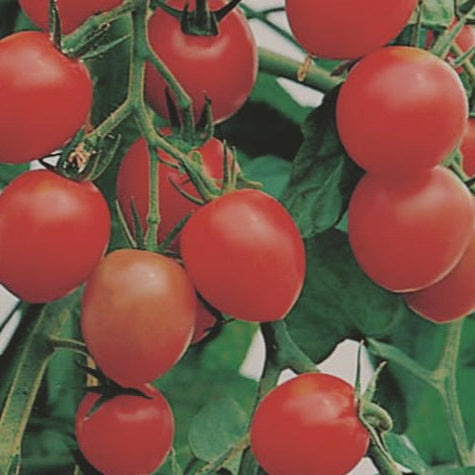 Gardener's Delight Tomato