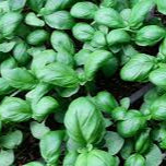 Genovese Basil