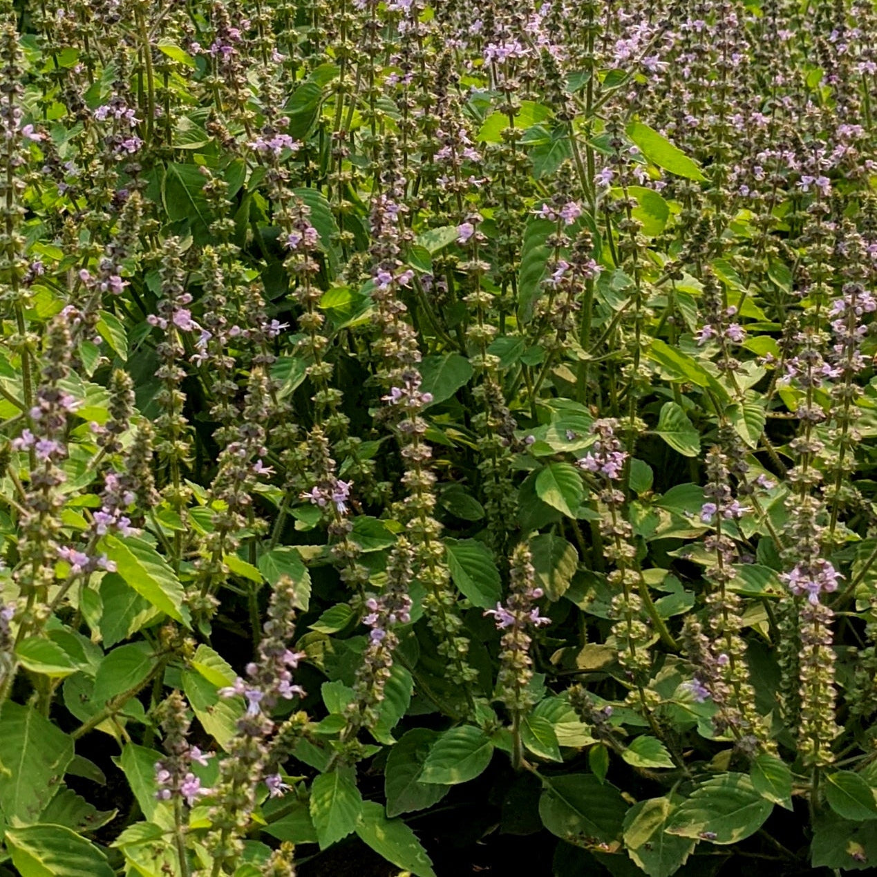 Holy Basil