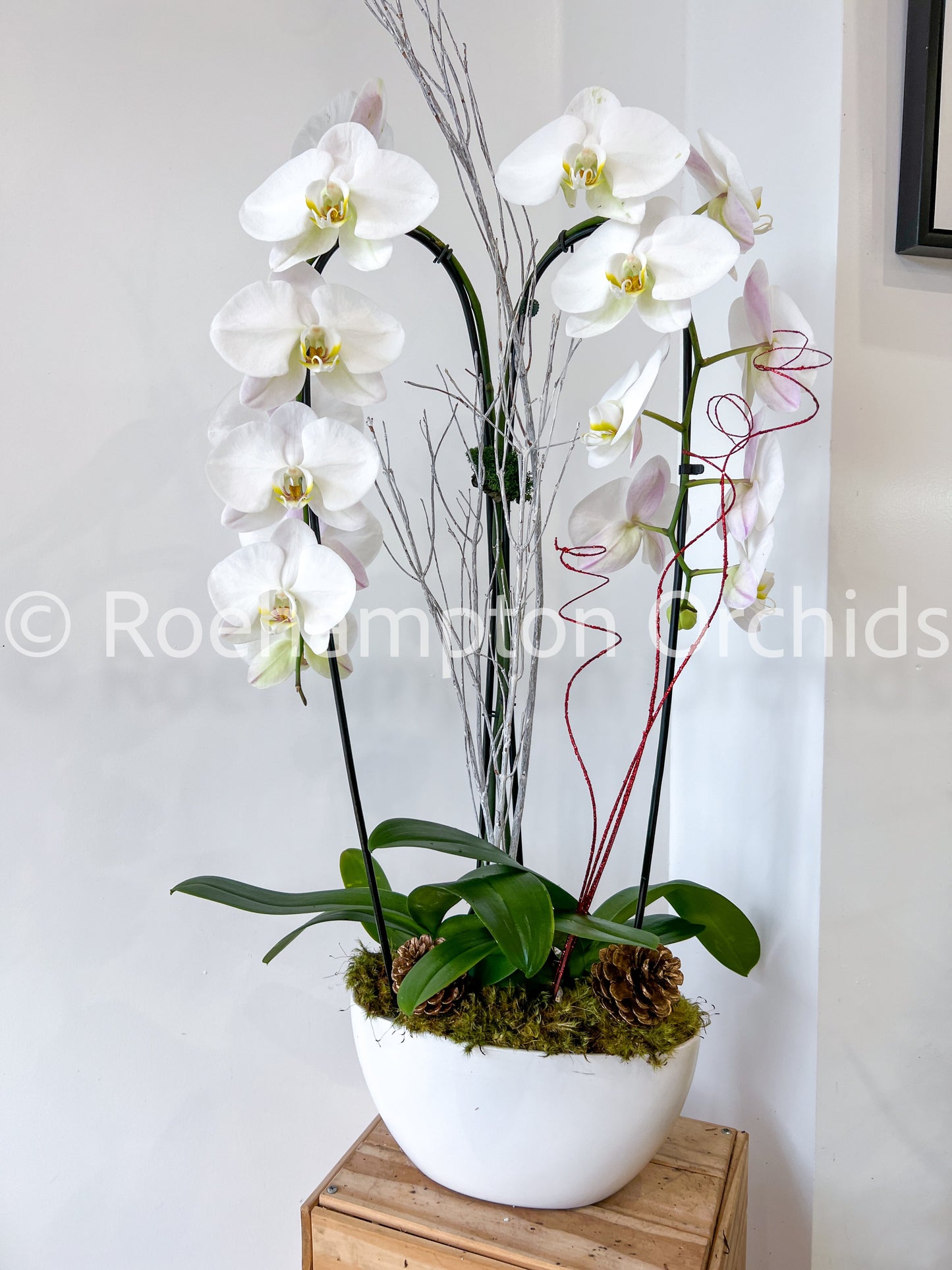 The Heart Opal Boat - 2 stem orchid