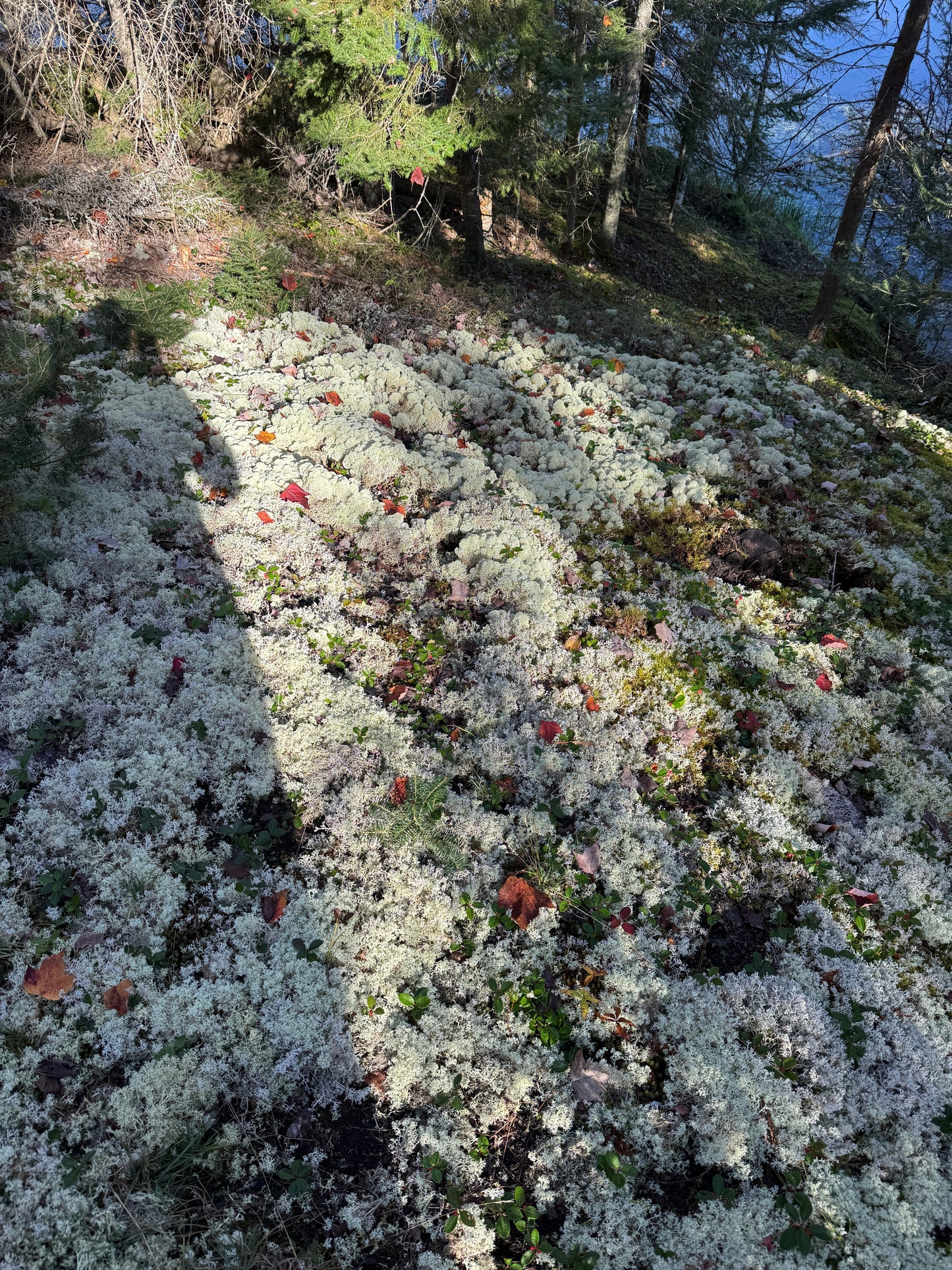 Natural Canadian Reindeer Moss - Revita-Moss