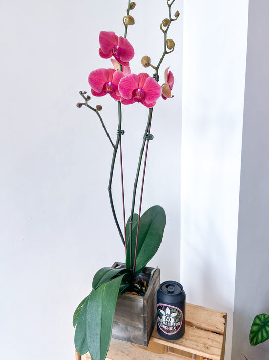 (Large) Best in Bloom Phalaenopsis