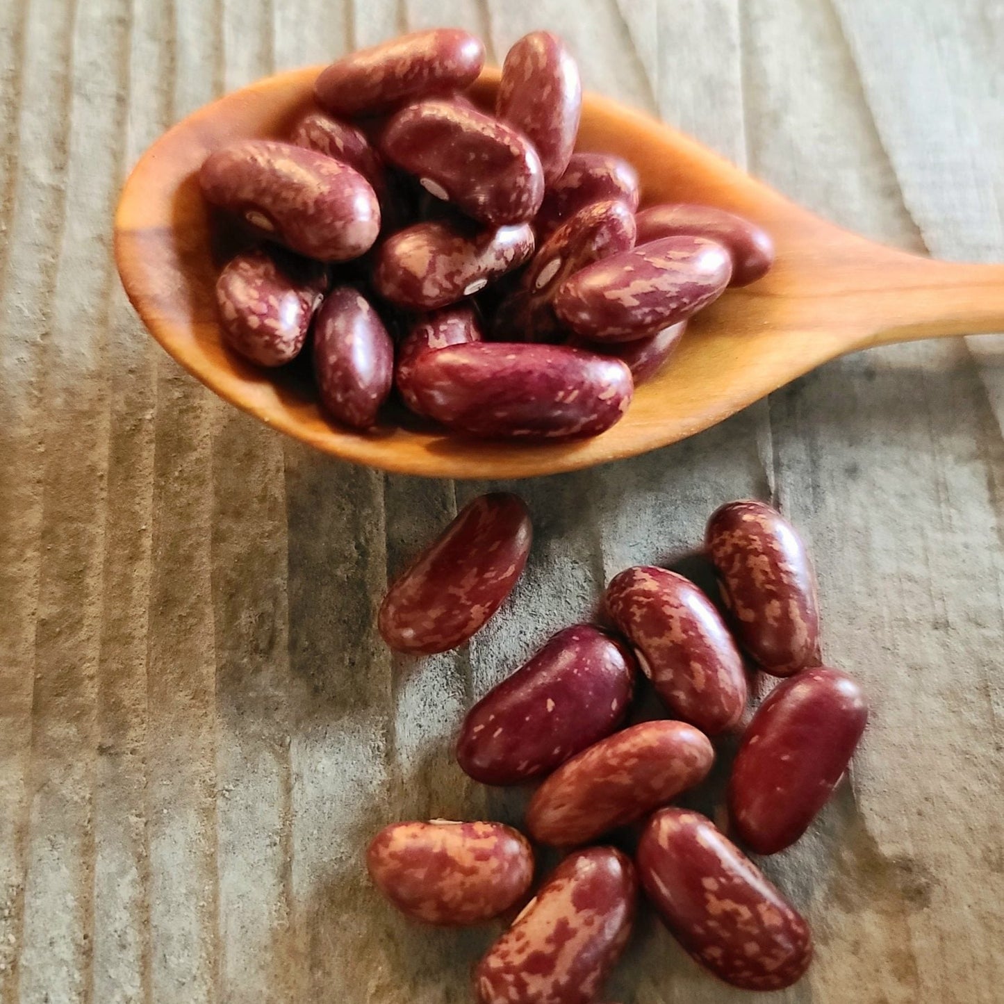 King of the Early Bush Bean