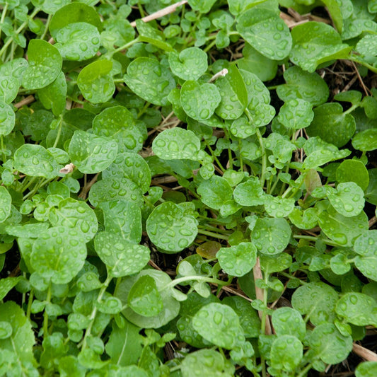 Land Cress