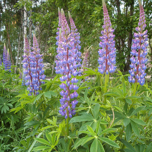 Large-Leaved Lupin