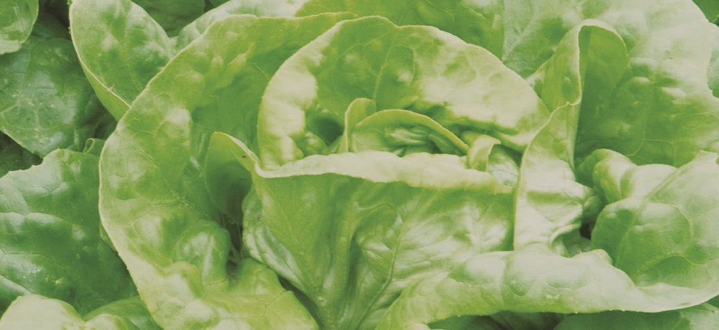 Butterhead Lettuce (Mirlo Lettuce)