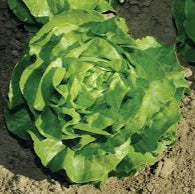 Butterhead Lettuce (Mirlo Lettuce)