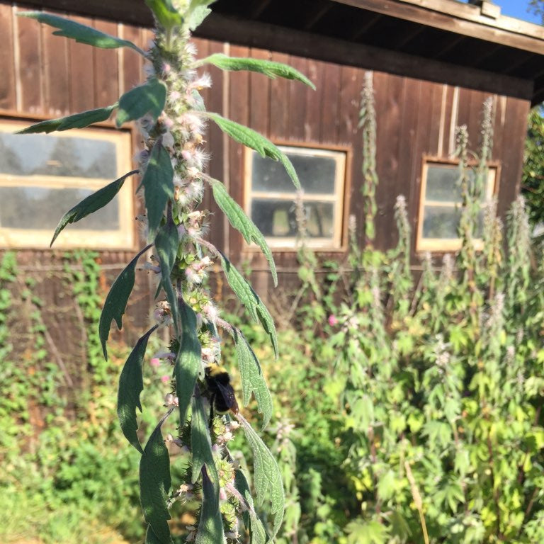 Motherwort Rootstock