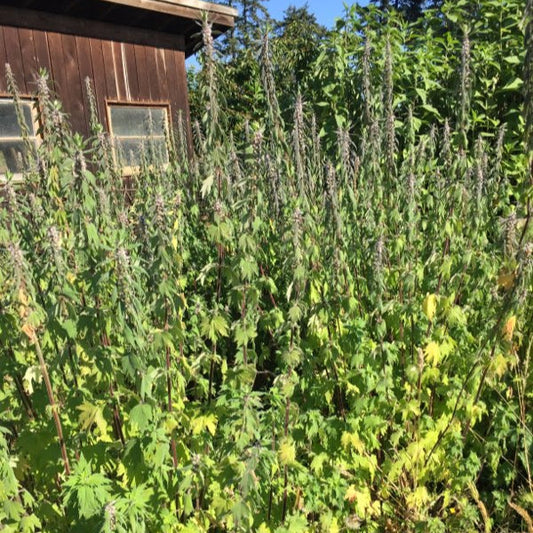 Motherwort Rootstock