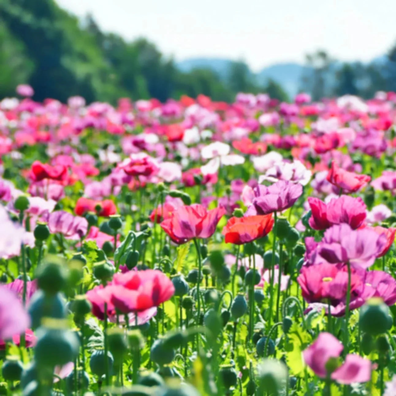 Ornamental Opium Poppy (Mixed Colour)