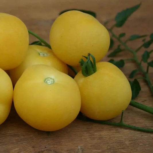Yellow Peach Tomato